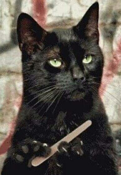 a black cat with green eyes holding a knife