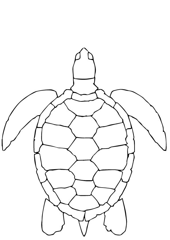 a drawing of a sea turtle