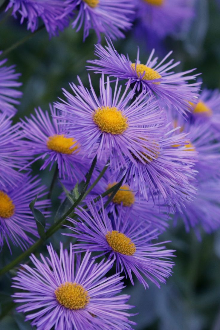 purple flowers with yellow centers in the middle