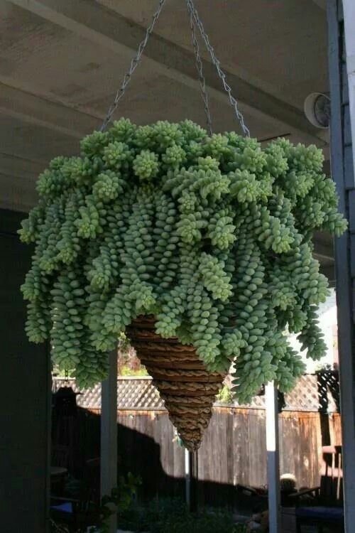 a plant hanging from a ceiling with the words, bunos - tal on it