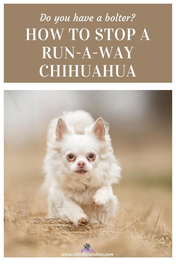 a small white dog running across a field with the caption how to stop a run - a - way chihuahua