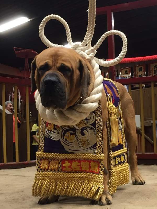 a dog wearing a costume made out of rope