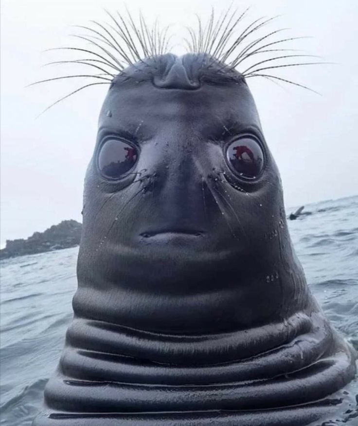 a close up of a seal in the water with its eyes open and hair sticking out