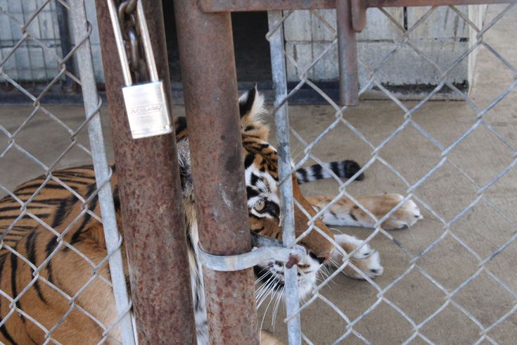 a tiger laying on the ground behind a fence