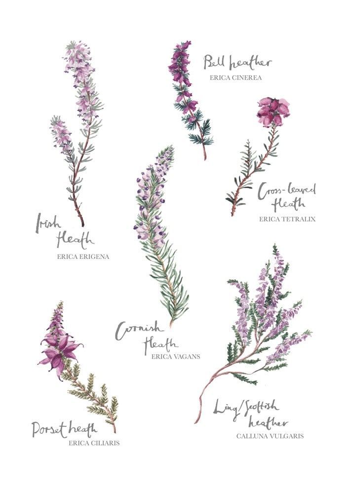 the different types of flowers and their names