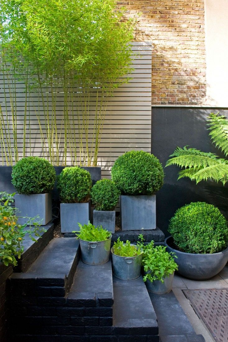 an outdoor patio with potted plants on the steps and trees in the back yard