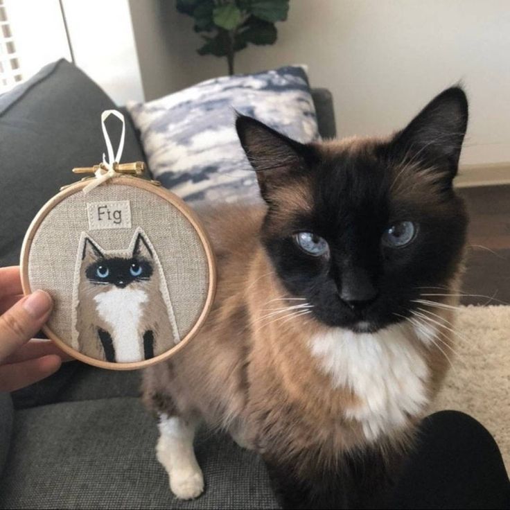 a siamese cat sitting on top of a couch next to a hand embroidered ornament