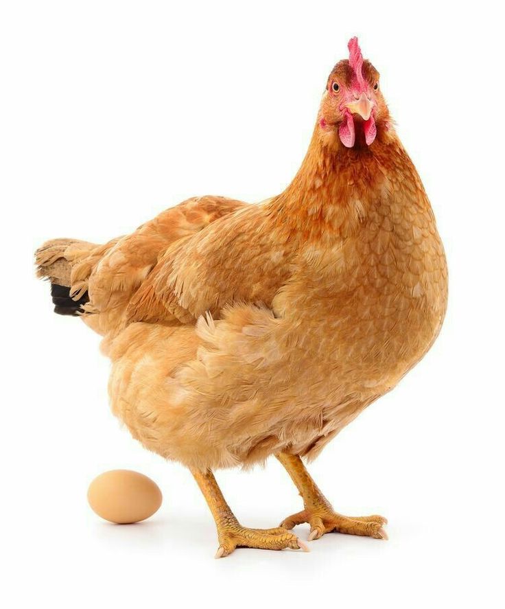 a brown chicken standing next to an egg on a white background with one egg in the foreground