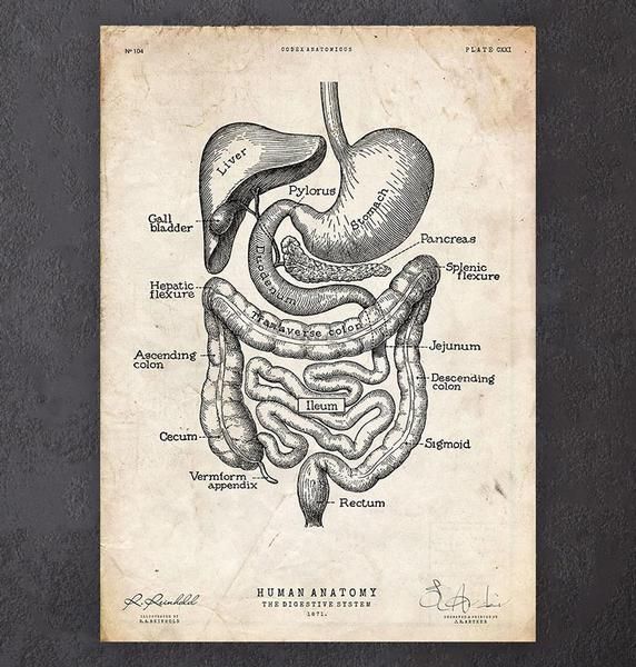 an old diagram of the human stomach and its major organ systems on a black background