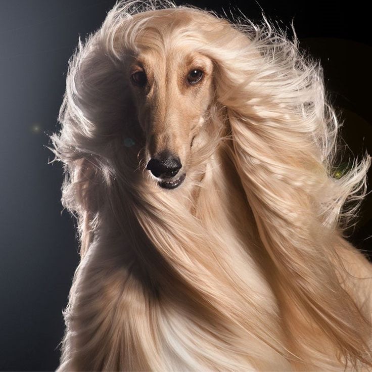 a long haired dog with its hair blowing in the wind