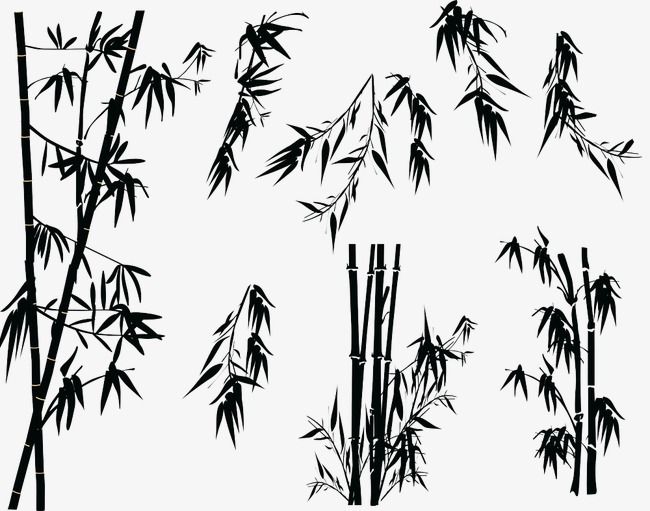 black and white photograph of bamboo trees