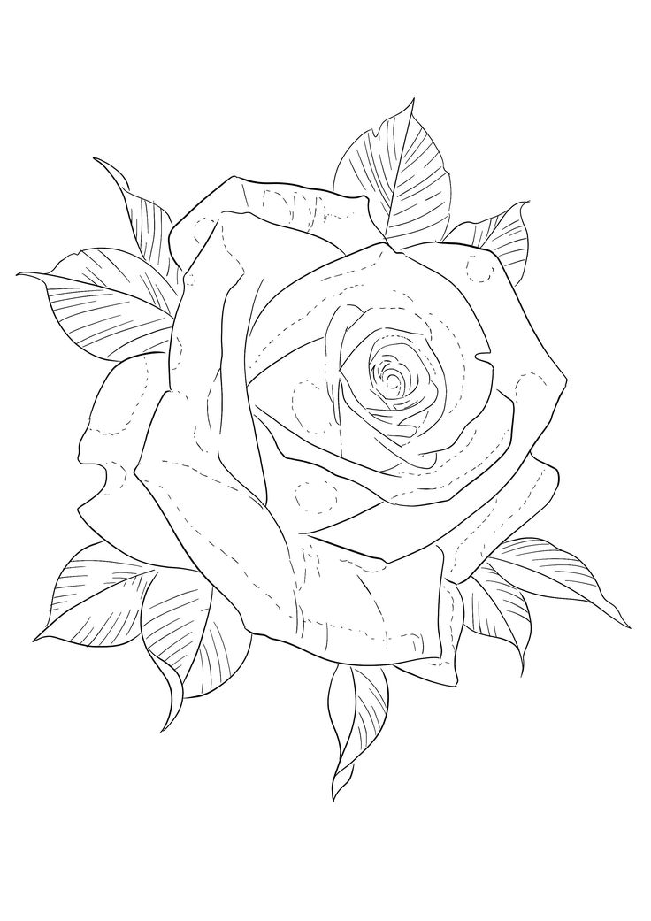 a drawing of a rose with leaves on it