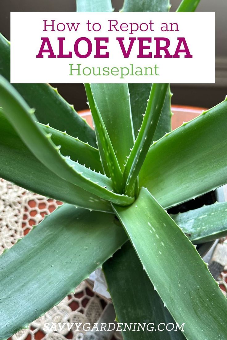 an aloe vera plant with the title how to repat an aloe vera houseplant