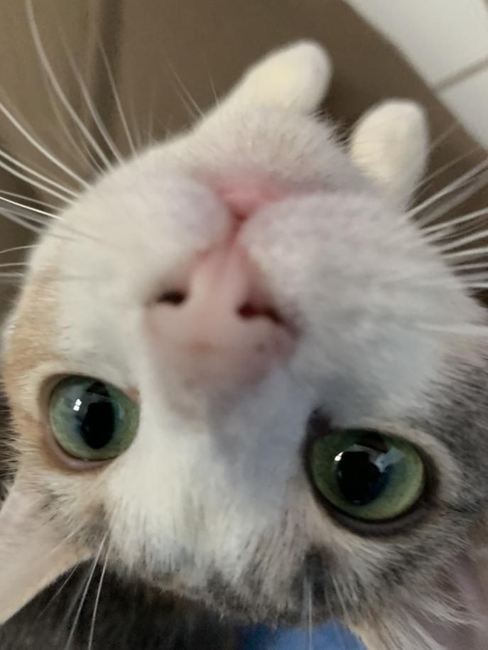 a cat looking up at the camera with its eyes wide open and it's head sticking out