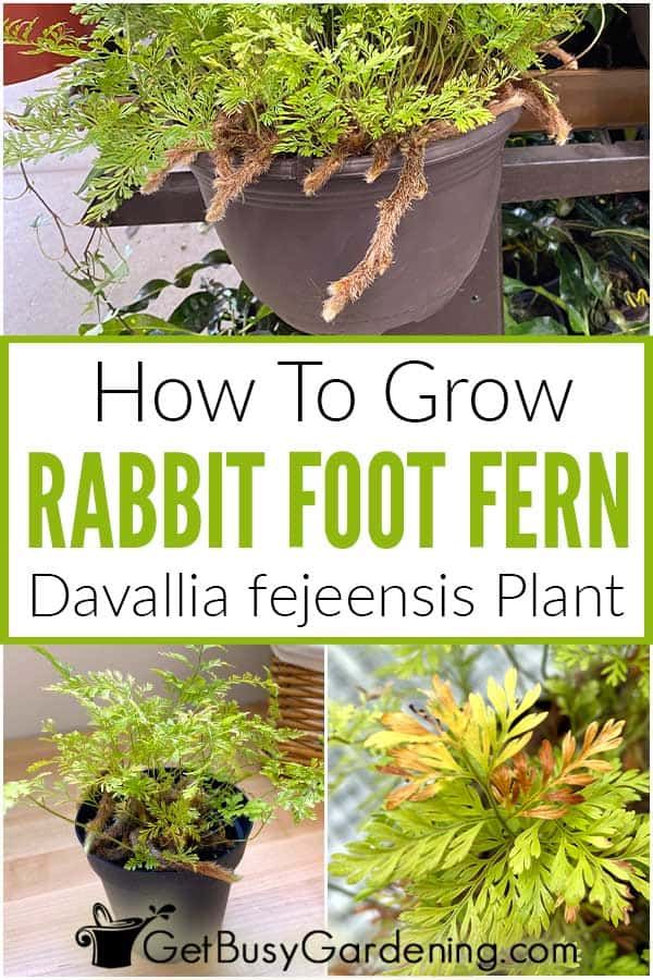 how to grow rabbit foot fern in a pot with text overlay that reads, how to grow rabbit foot fern davalia feiensis plant