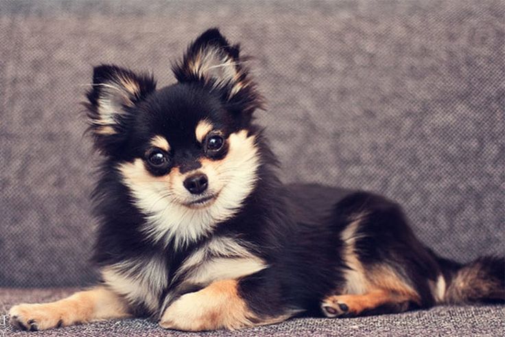 a small black and brown dog laying on top of a gray couch next to a wall