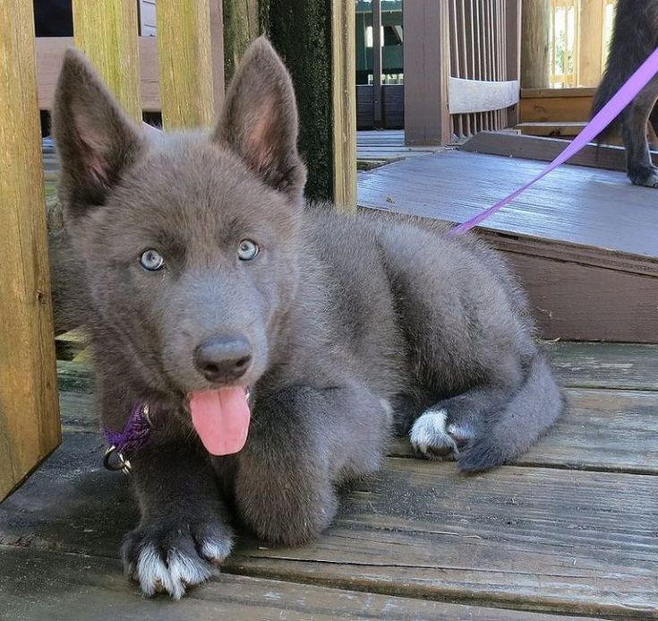 a gray dog laying on top of a wooden deck