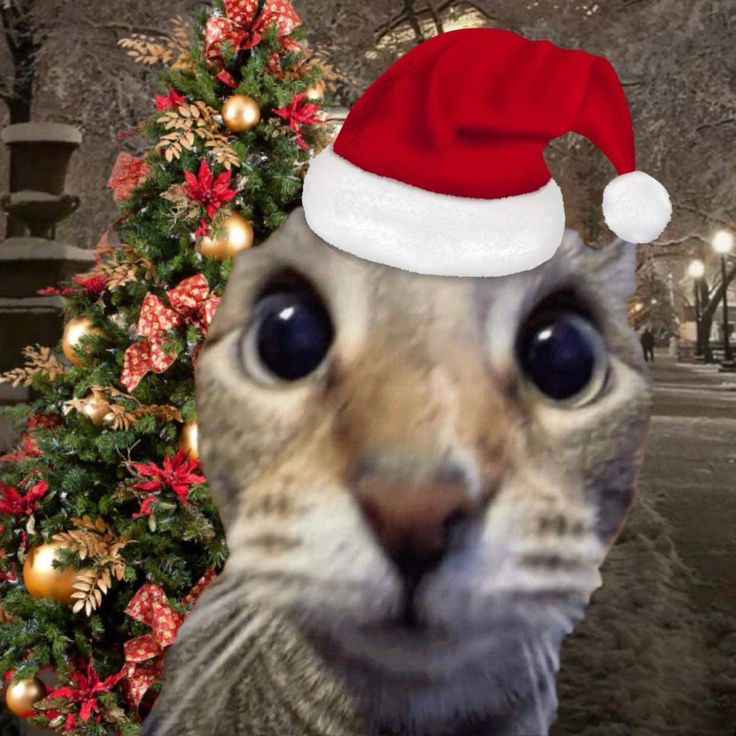 a cat wearing a red santa hat next to a christmas tree with lights on it