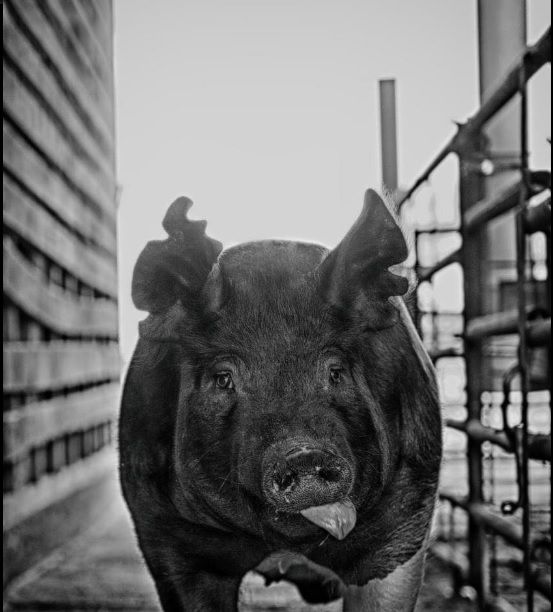 a black and white photo of a pig in a pen looking up at the camera