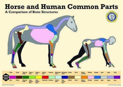 the diagram shows different types of horses and humans in their respective body colors, including blue, pink, green, yellow, purple, and black