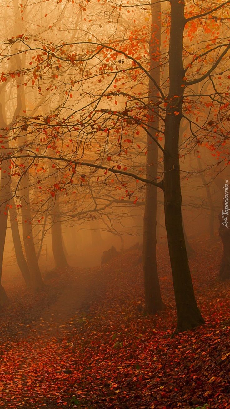 a foggy forest filled with lots of trees covered in red and yellow leaves on the ground