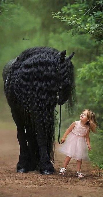 Drawing Horse, Rare Horses, Regnul Animal, Beautiful Horses Photography, Cute Horse Pictures, Beautiful Horse Pictures, Girl Smile, Black Horses, Most Beautiful Horses