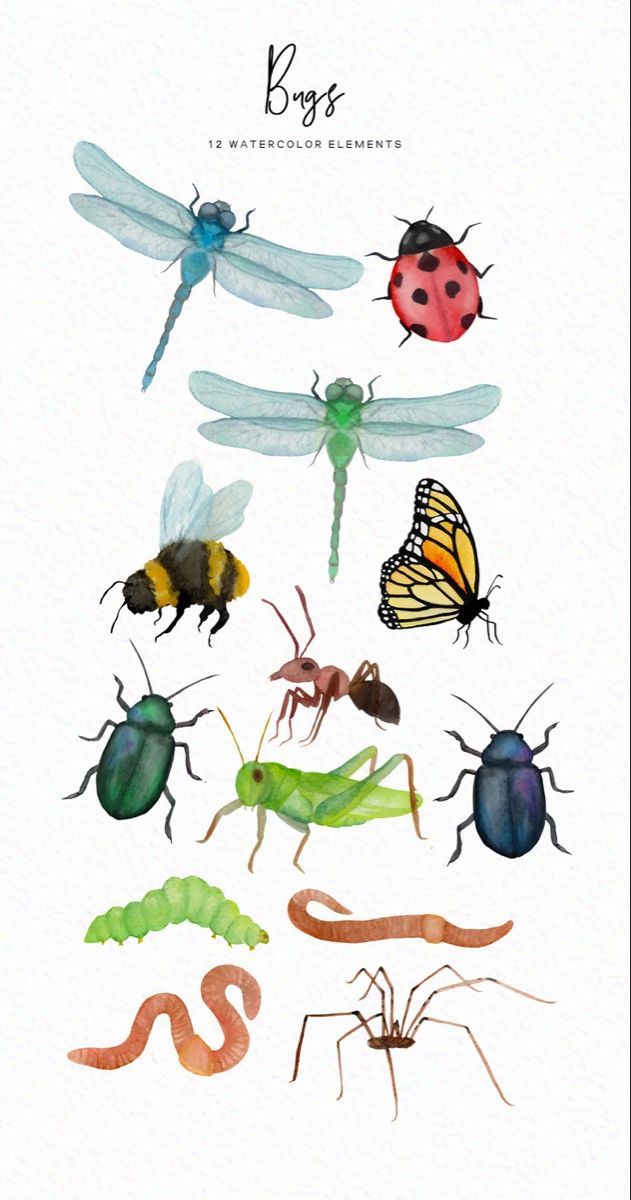 Watercolor Bugs Watercolor Insects Spider But Watercolor Bugs Illustrations, Small Bug Drawing, Insects Watercolor Painting, Watercolor Insects Illustrations, Cute Insects Illustration, Bug Watercolor Painting, Cool Bug Drawings, Watercolor Bugs Insects, Bugs Background