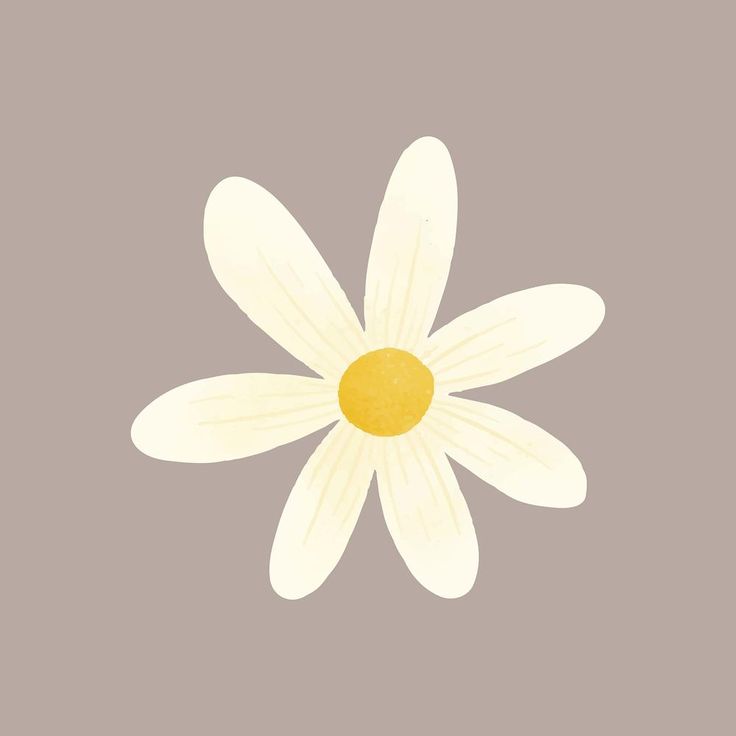 a white flower with yellow center on a gray background