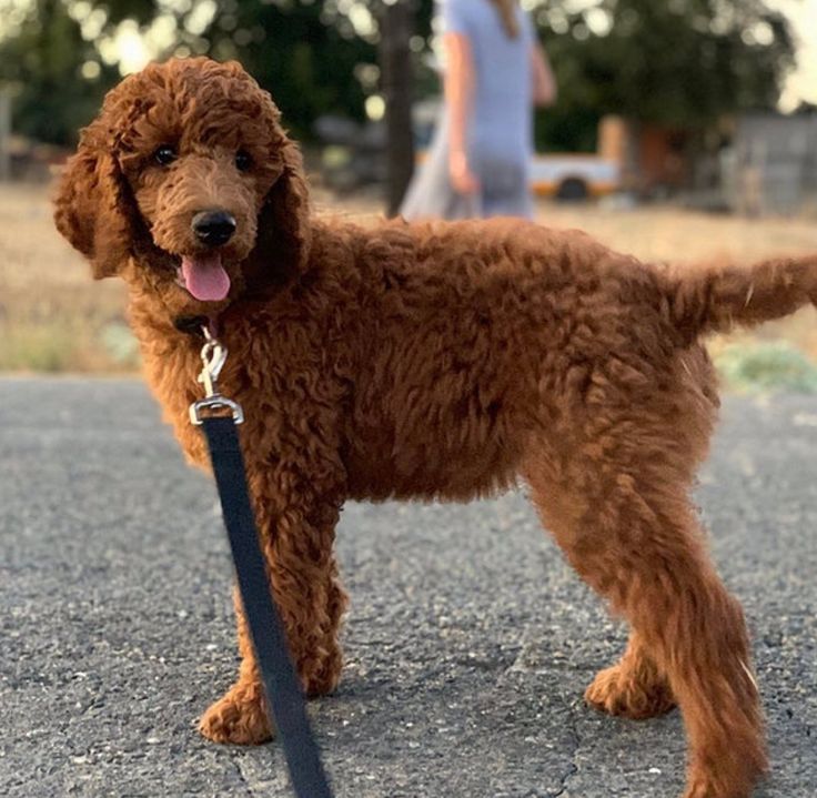 a brown dog standing on top of a street