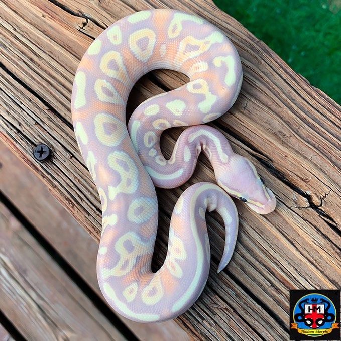 a white and pink snake is on a wooden surface