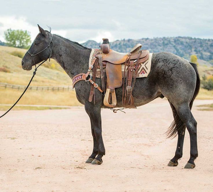 a black horse with saddle standing in the dirt