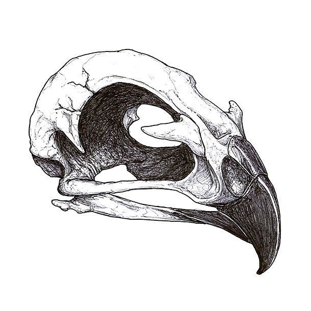 a drawing of a bird's skull with its beak open