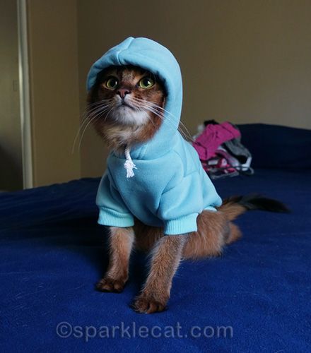 a cat wearing a blue hoodie on top of a bed