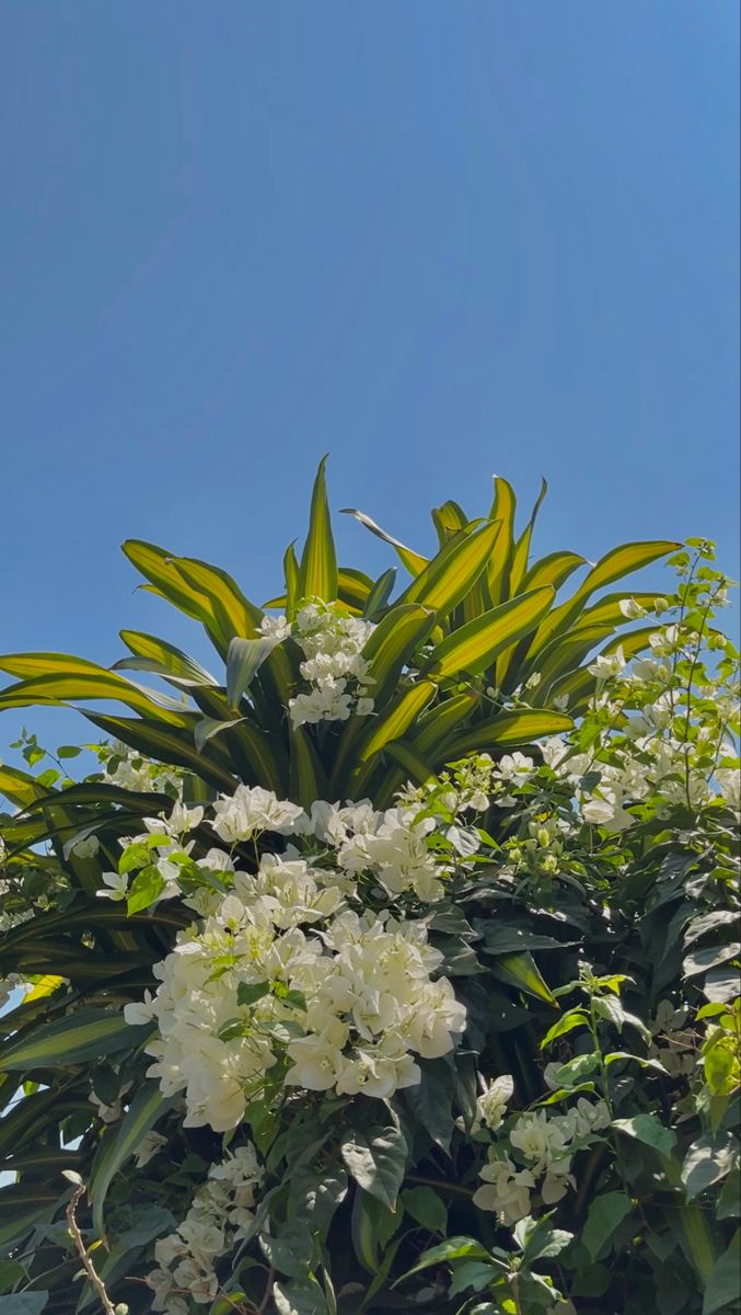 some white flowers and green leaves against a blue sky