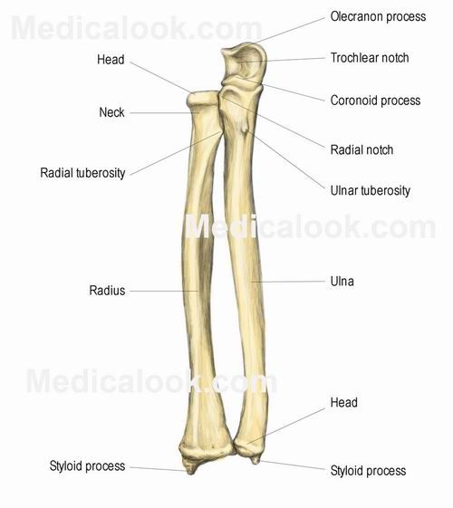 the bones of the lower limbs and upper limbs are labeled in this diagram with labels