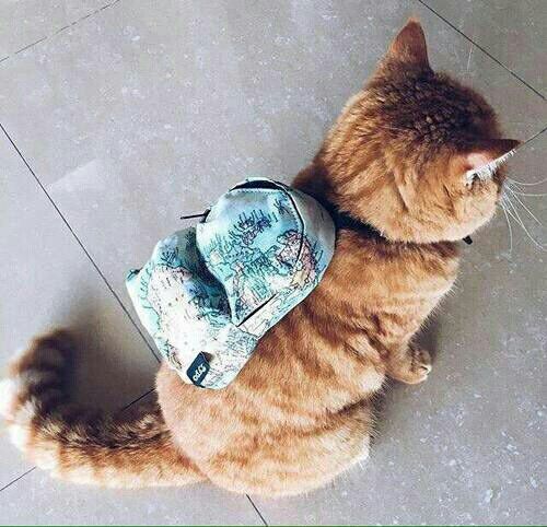 a cat with a backpack on its back and the caption reads, i'm ready for first day of kittengarten