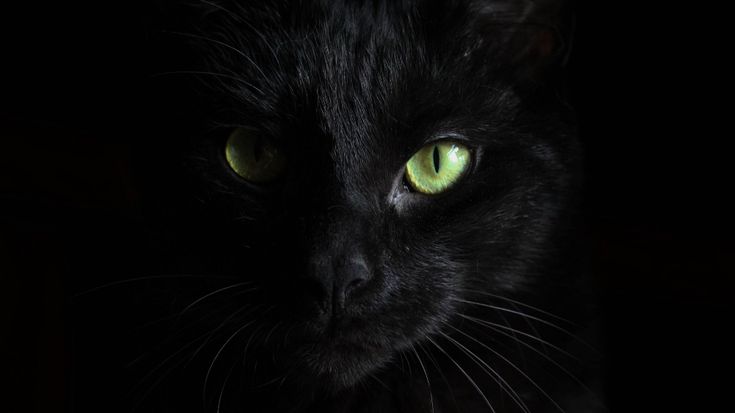 a black cat with green eyes looking at the camera