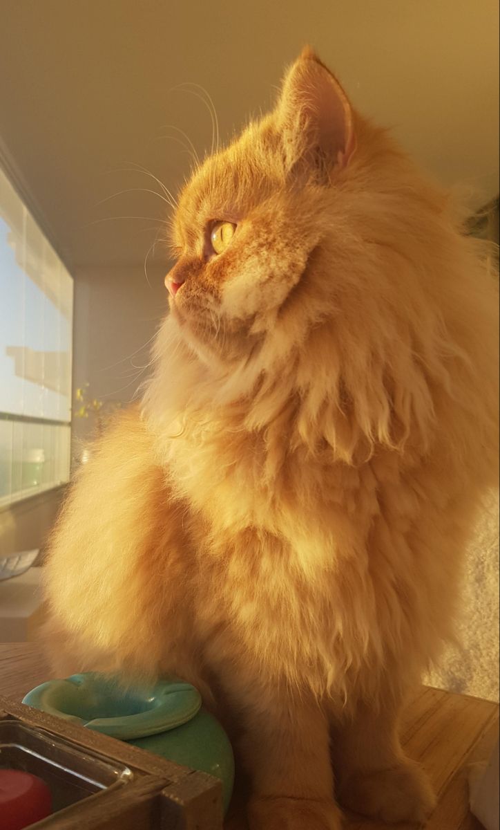 a fluffy orange cat sitting on top of a wooden table next to a bowl and pan