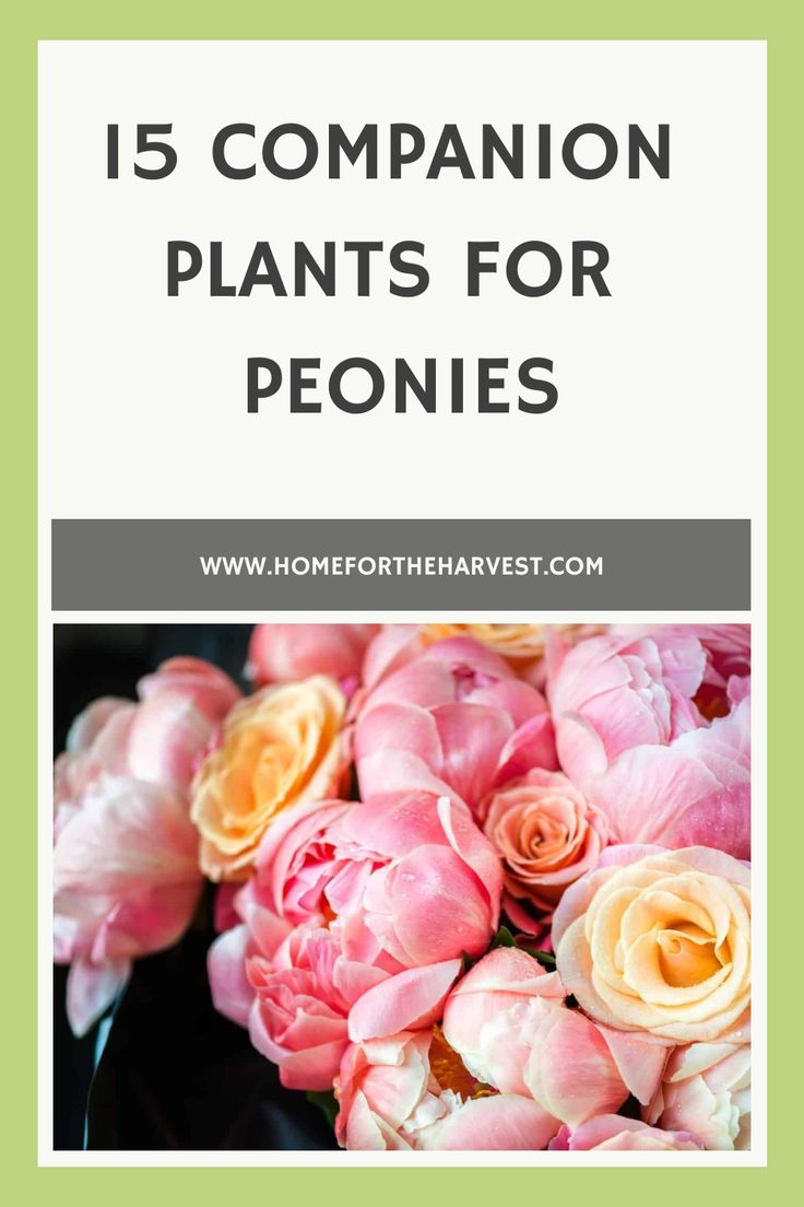 pink and yellow flowers with the words 15 companion plants for peonies on it