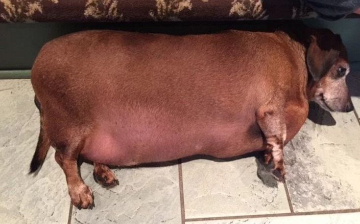 a brown dog laying on top of a tile floor next to a person's leg