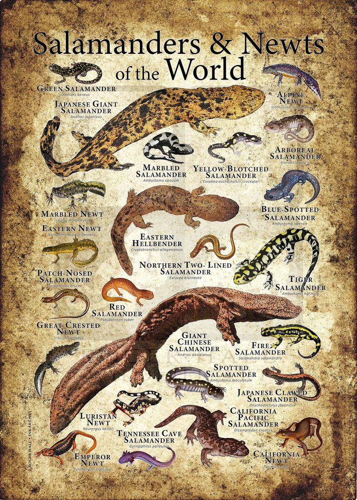 the salamanders and news of the world poster on an old parchment paper