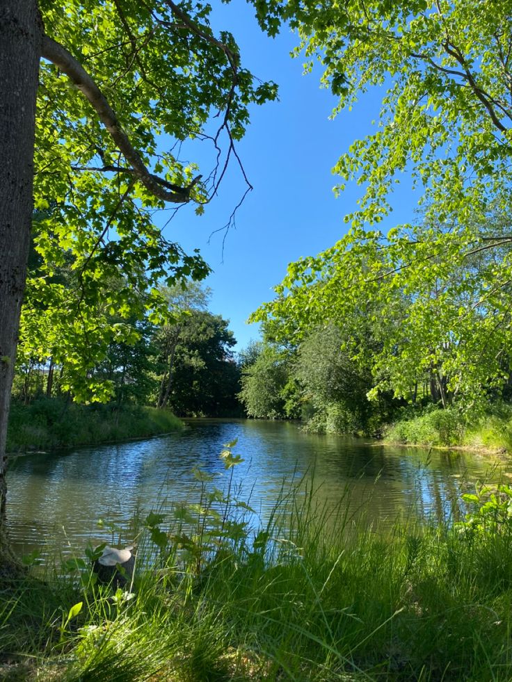 a river running through a lush green forest filled with lots of tall grass and trees