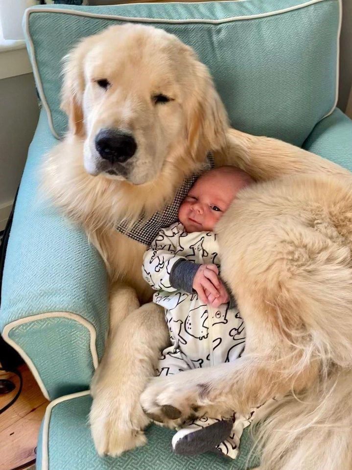 a large dog laying next to a baby in a chair with his head on the baby's chest