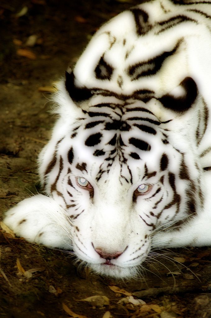 a white tiger laying on the ground with it's head turned to the side