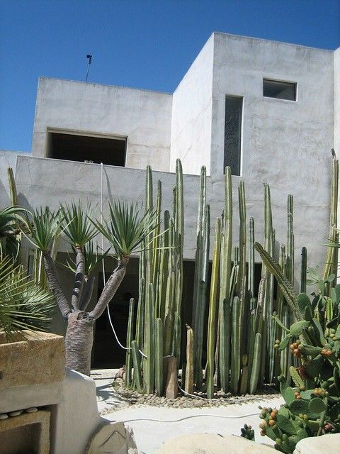 cactus plants in front of a house with concrete walls