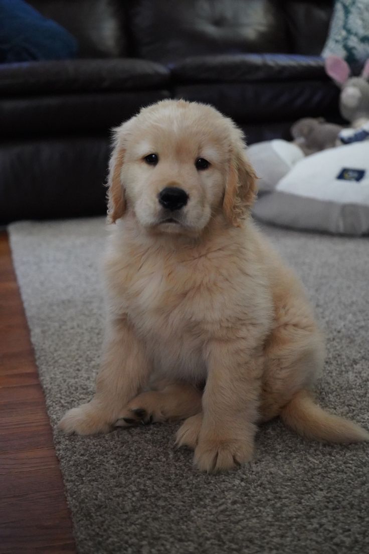 a puppy sitting on the floor in front of a couch with stuffed animals behind it