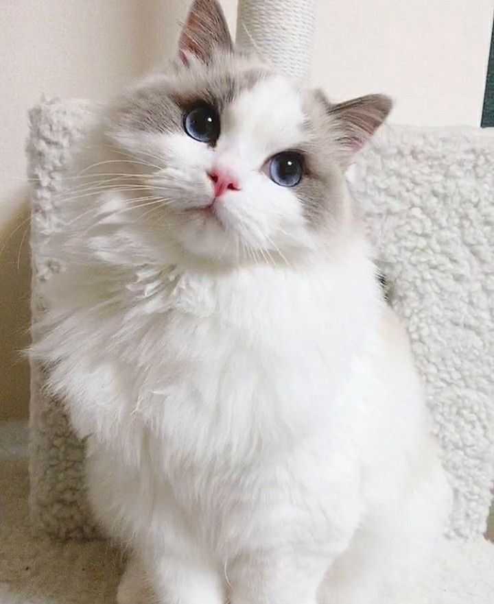 a white cat with blue eyes is sitting on the floor next to a scratching post