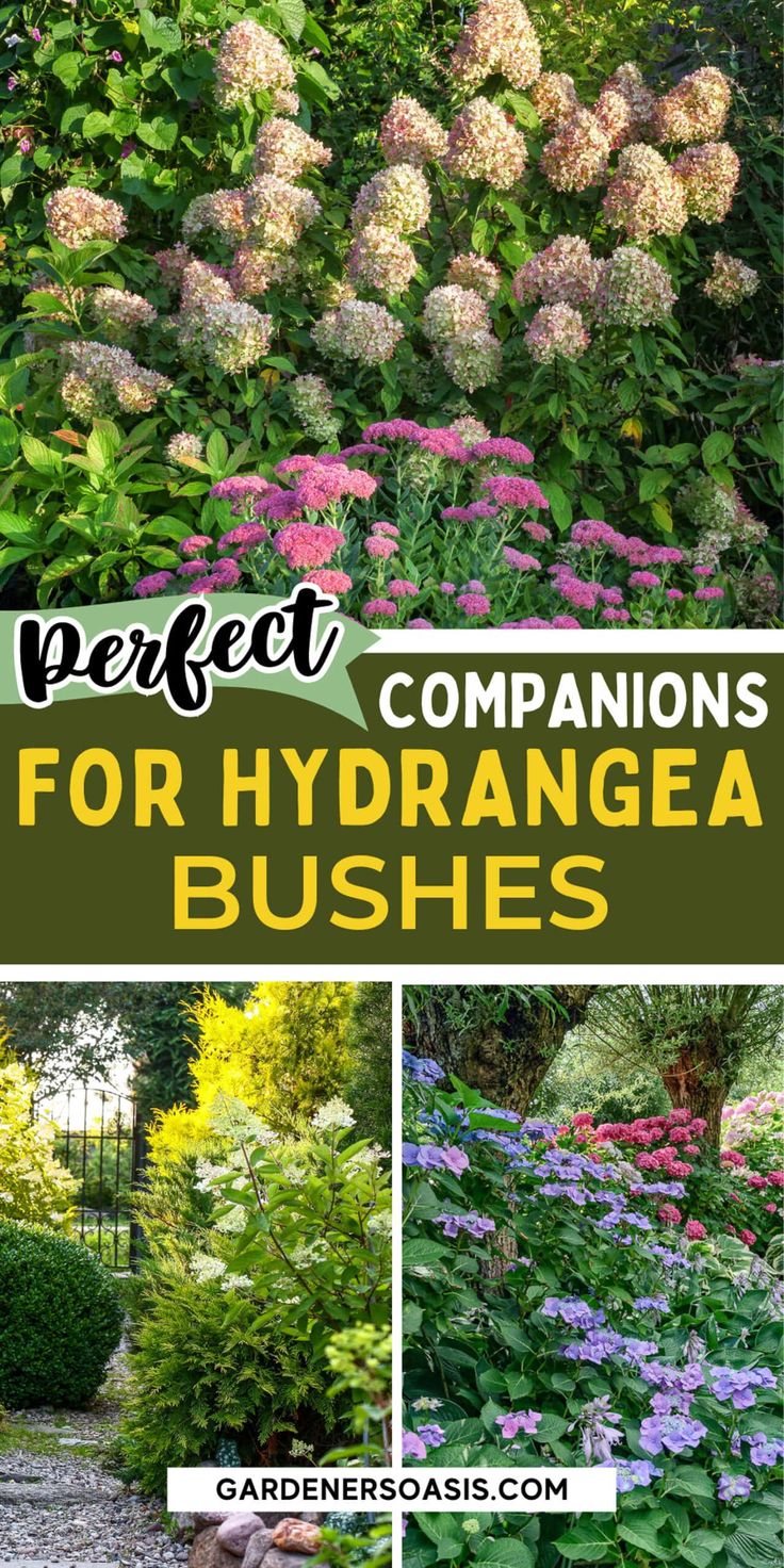 Hydrangea Companion Plants Hydrangea Layered Garden, Hydrangea And Juniper Landscaping, What To Pair With Hydrangeas, Front Yard Hydrangea, Hydrangea Companion Plants, Tv Unit Wall, Plant Pairings, Mold Recipes, Hillside Gardening