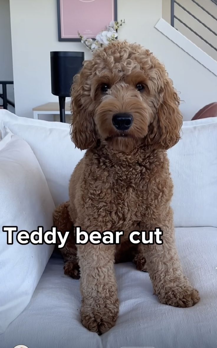 a brown dog sitting on top of a bed