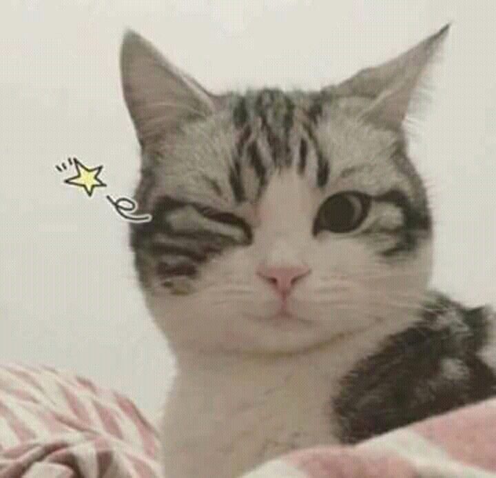 a close up of a cat on a bed with a star sticker in the background